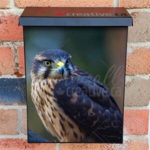 A Merlin Bird Of Prey On A Branch In Close Up Colonial Mailbox Cover